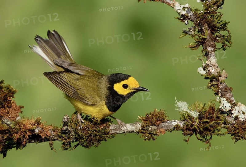 Hooded Warbler (Setophaga citrina) male, Texas, USA