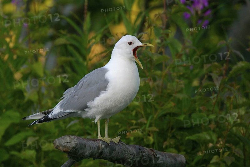 Mew Gull (Larus canus brachyrhynchus), Alaska, USA