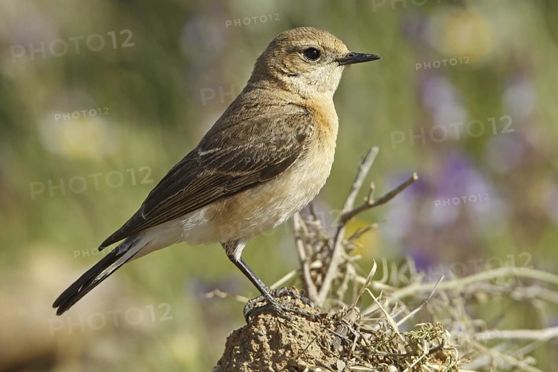 Black-eared Wheatear (Oenanthe hispanica melanoleuca) female, Adyaman, Turkey