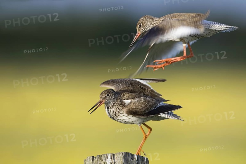 Common Redshank (Tringa totanus), Lower Saxony, Germany