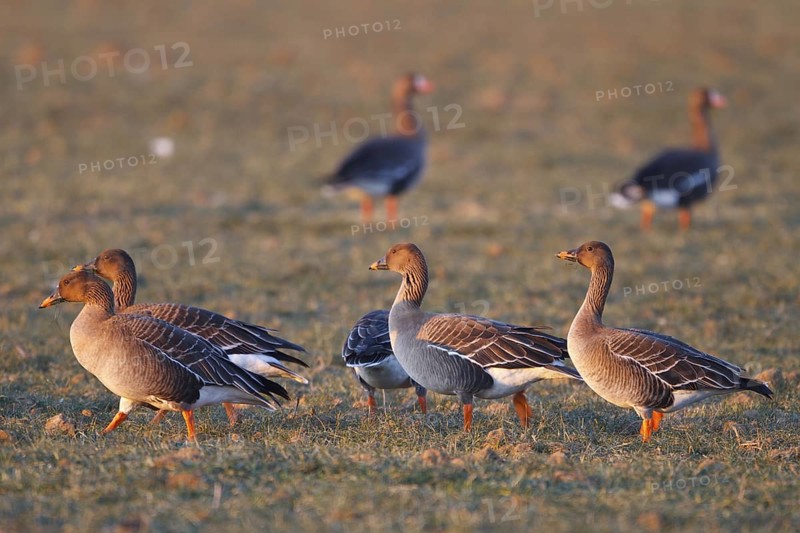 Taiga Bean Goose (Anser fabalis), North Rhine-Westphalia, Germany