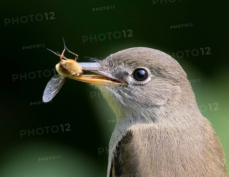 Least Flycatcher, Empidonax minimus, close-up eating a bug in Saskatoon, Saskatchewan