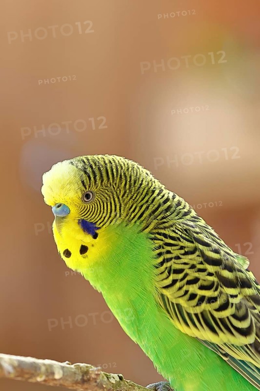 Budgerigar (Melopsittacus undulatus), adult, natural colours, on a branch, portrait, animal portrait, captive, occurrence in Australia, Hesse, Germany
