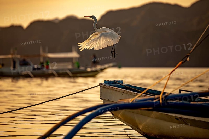 Majestic white egret soaring gracefully above traditional boats at sunset in the Philippines, casting a serene scene perfect for vacation or holiday captures