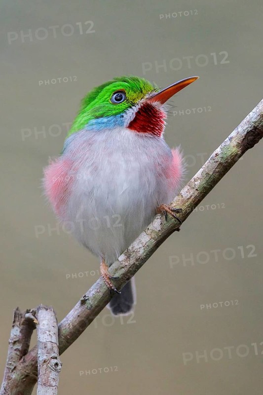 Cuban Tody (Todus multicolor) perched on a branch in Cuba