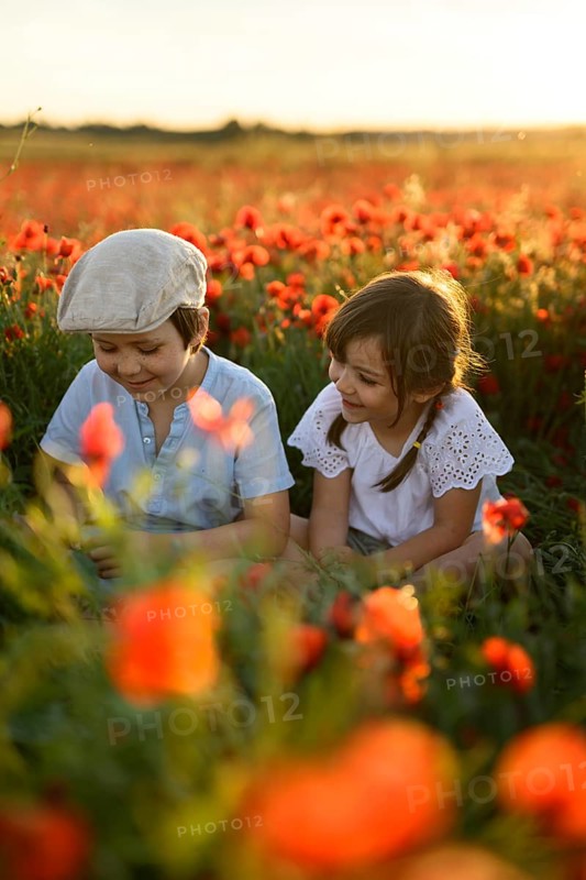 A boy and a girl, siblings, sit amidst a vibrant field of Papaver rhoeas, commonly known as common poppy or red poppy. The golden sunlight enfolds them as they enjoy a serene moment in nature