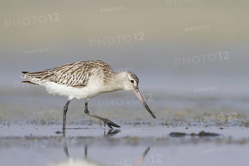 Bar-tailed Godwit (Limosa lapponica) foraging, Oman