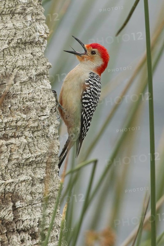 Red-bellied Woodpecker (Melanerpes carolinus) male climbing up tree, Florida, USA