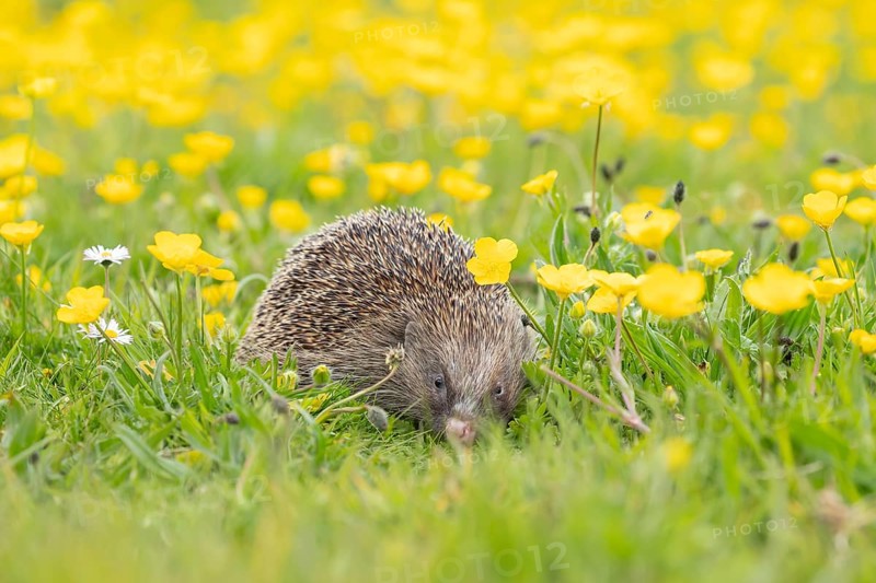 European hedgehog (Erinaceus europaeus) adult animal amongst Buttercup flowers in a meadow in summer, England, United Kingdom