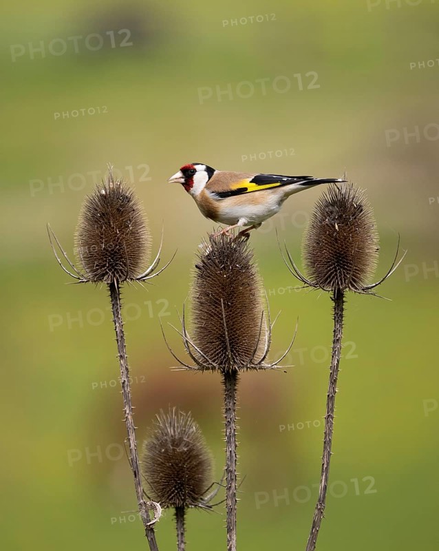 European Goldfinch (Carduelis carduelis), adult bird feeding on teasel plant seed heads, Hessen, Germany