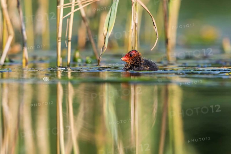 Eurasian Coot (Fulica atra) chick, Mecklenburg-Western Pomerania, Germany