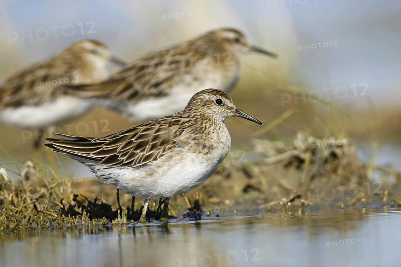Sharp-tailed Sandpiper (Calidris acuminata), Victoria, Australia