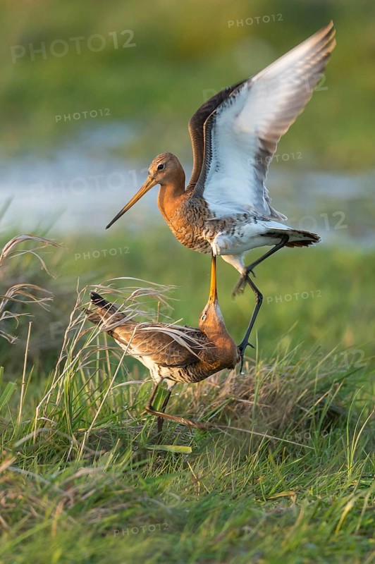 Black-tailed Godwit (Limosa limosa) wrangling, Lower Saxony, Germany