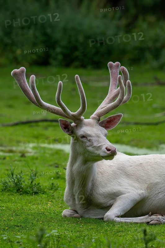 Leucistic red deer (Cervus elaphus) stag, white morph at forest edge with antlers covered in velvet in late spring