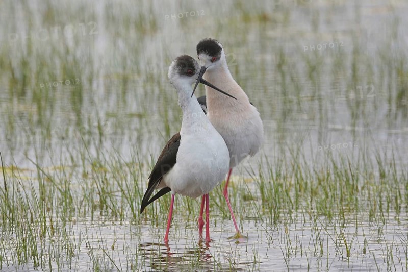 Stelzenläufer (Himantopus himantopus) Black-winged Stilt