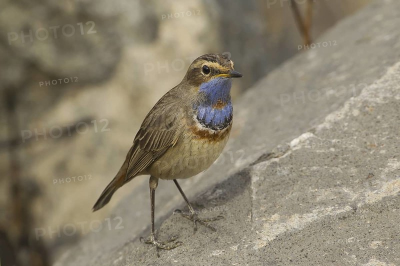 Bluethroat (Luscinia svecica svecica) male, Turkey