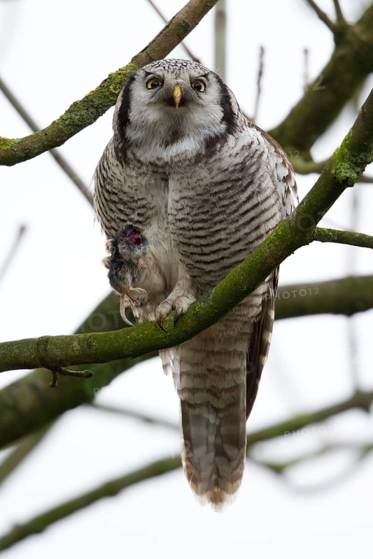 Northern Hawk-Owl (Surnia ulula), Zwolle, Netherlands