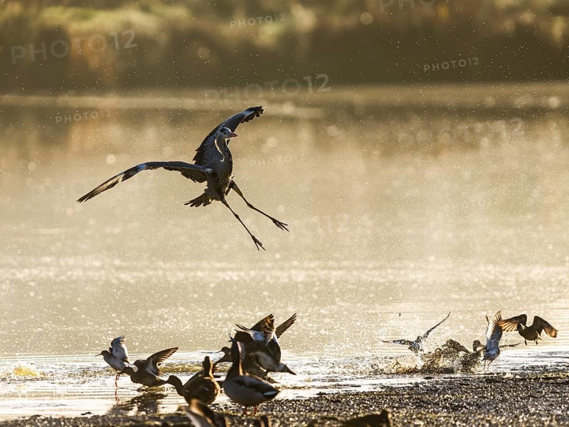 Grey Heron, Ardea cinerea, bird in winter on marshes in winter soft morning light, Devon, England, United Kingdom