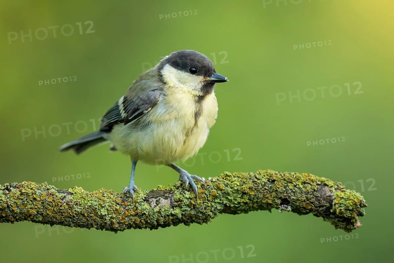 Great Tit (Parus major) juvenile, Lower Saxony, Germany