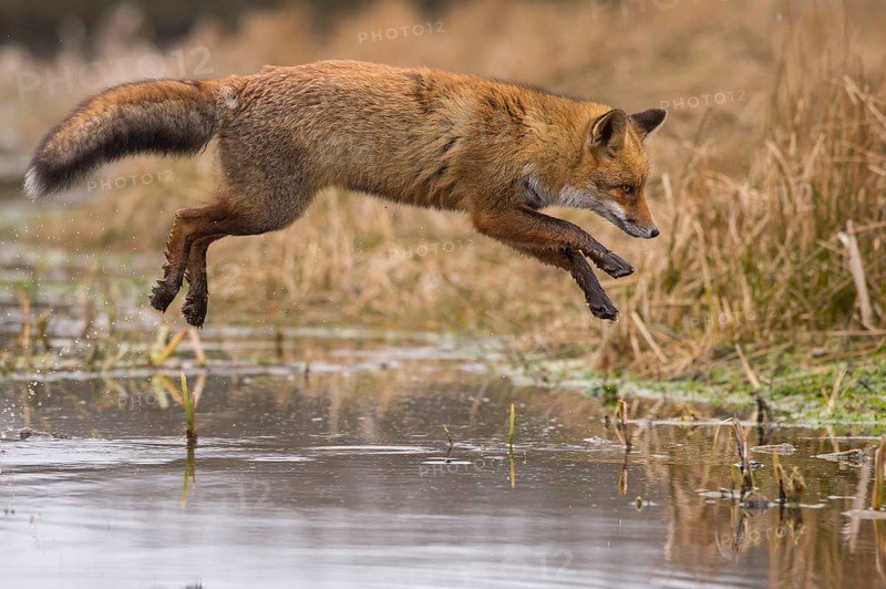 Red Fox (Vulpes vulpes) jumping and hunting in pond, Netherlands