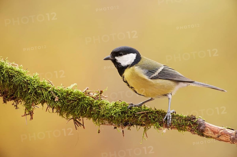 Great Tit (Parus major) perched on a mossy branch, Grisons, Switzerland