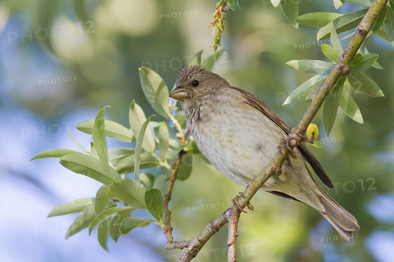 Common Rosefinch - Karmingimpel - Carpodacus erythrinus ssp. erythrinus, Germany, 1st S, male