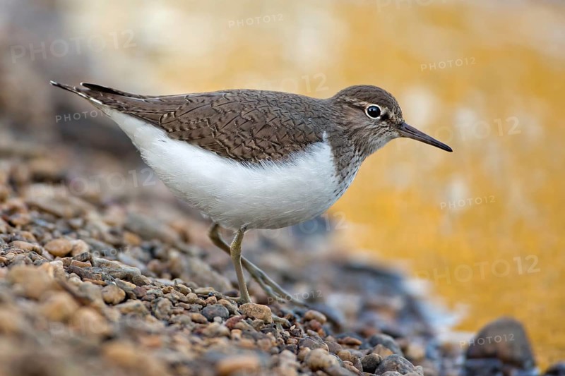 Common Sandpiper (Actitis hypoleucos), Saxony-Anhalt, Germany