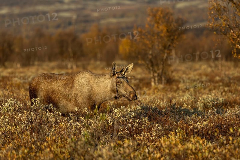 A young bull moose (Alces alces) watching a cow moose with her calf, presumably his mother, moose rut, rutting season, autumn, Ruska, September, Norway