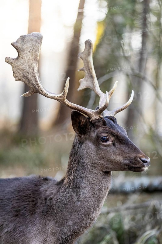 Fallow deer (Dama dama), portrait, male, captive, Landsberg am Lech Wildlife Park, Upper Bavaria, Bavaria, Germany