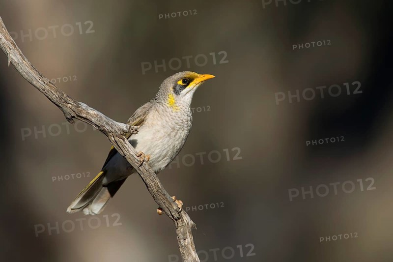 Yellow-throated Miner (Manorina flavigula), Victoria, Australia