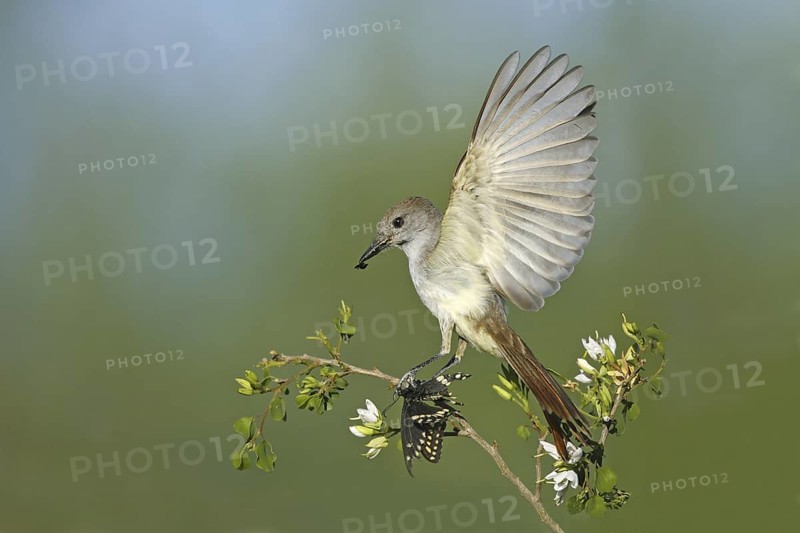 Ash-throated Flycatcher Myiarchus cinerascens Amado, Santa Cruz County, ARIZONA, United States 19 May Adult Tyrannidae