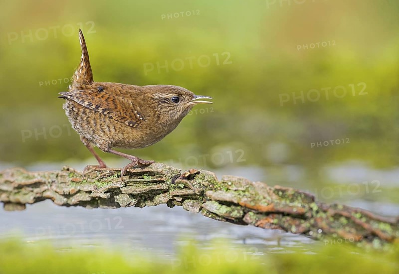 Eurasian Wren (Troglodytes troglodytes) perched on a branch near waterhole, Aosta Valley, Italy