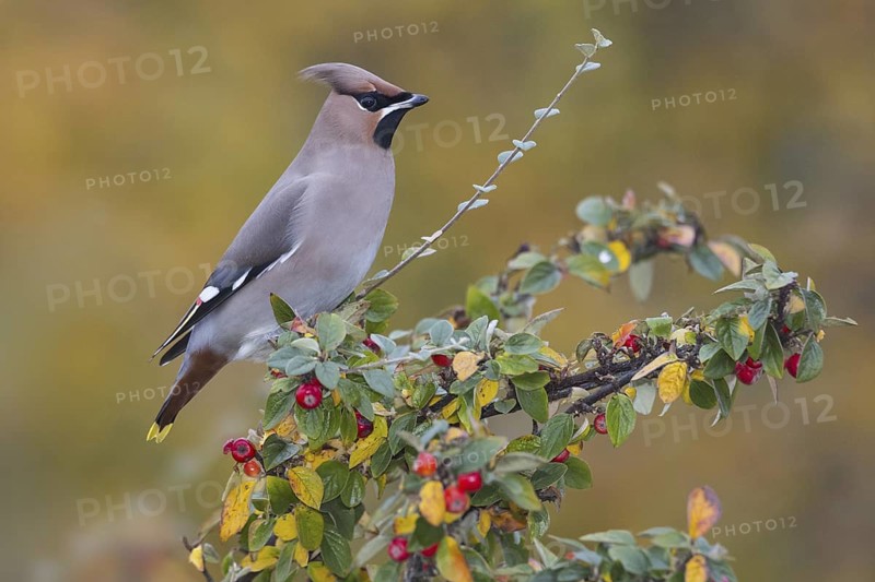Bohemian Waxwing (Bombycilla garrulus), Wales, Unitied Kingdom