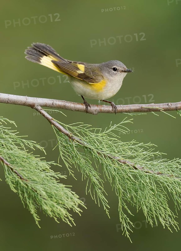 American Redstart (Setophaga ruticilla) female, Texas, USA