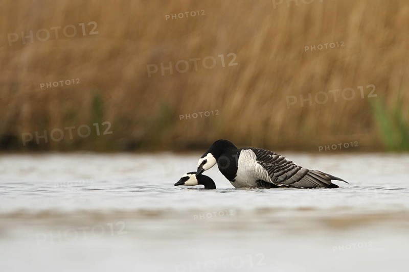 Barnacle Goose (Branta leucopsis) pair mating, Utrecht, Netherlands