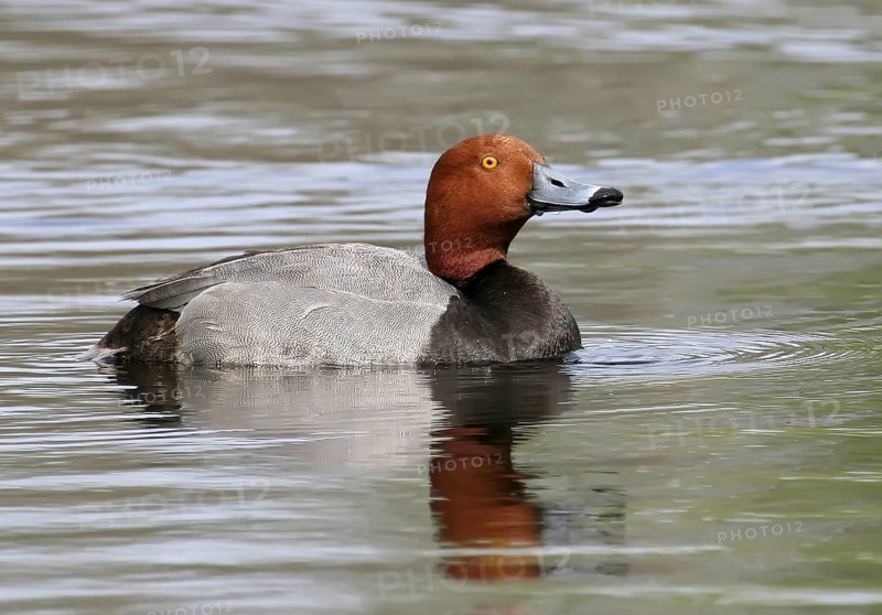 Redhead (Aythya americana) male, Saskatchewan, Canada