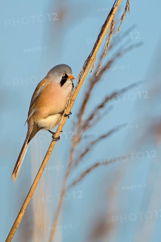 Bearded Reedling (Panurus biarmicus) male, Saxony-Anhalt, Germany