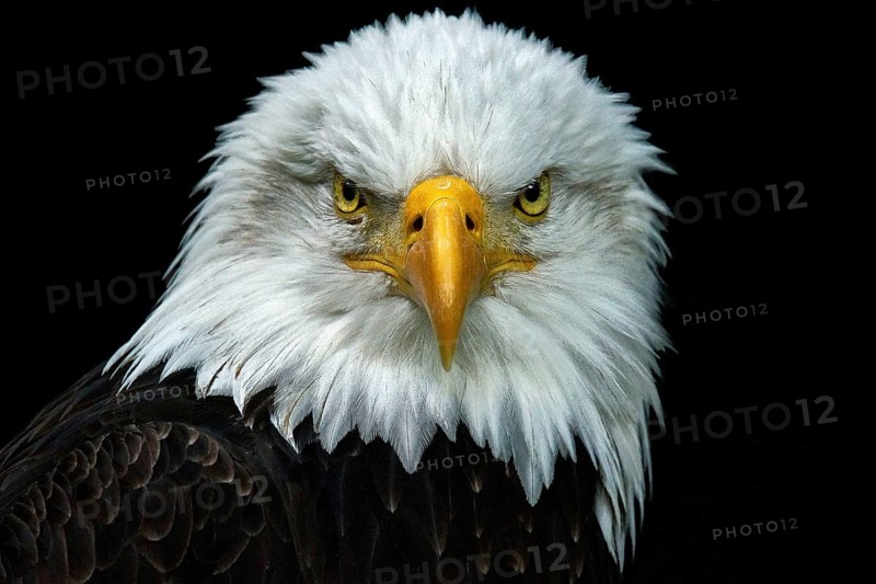 Animal, animals, bird, birds, bird of prey, birds of prey, eagle, white-tailed eagle, bald eagle, (Haliaeetus leucocephalus), portrait, Bavaria, Federal Republic of Germany