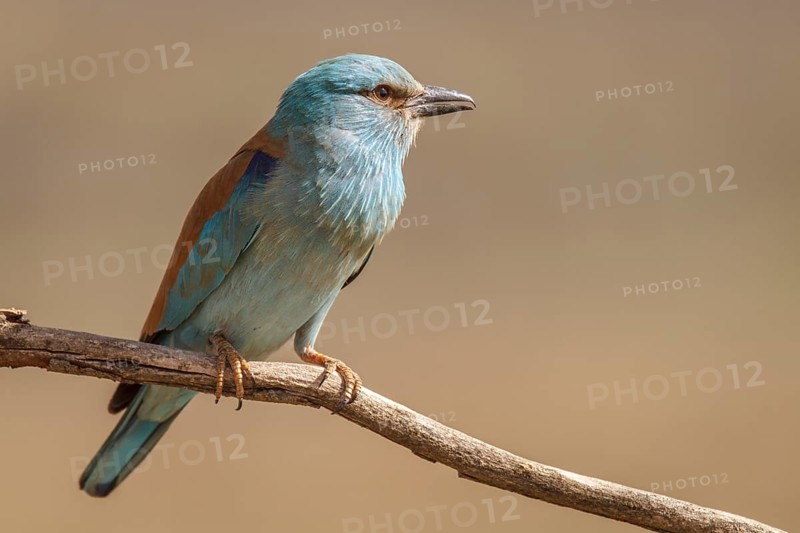 European Roller (Coracias garrulus), perched on a branch, Castile-La Mancha