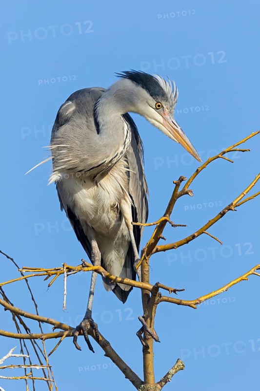 Grey heron, heron, nest, nesting material, (Ardea cinerea), blue sky, wildlife, animals, birds, heron, Luisenpark, Mannheim, Baden-Würrttemberg, Federal Republic of Germany