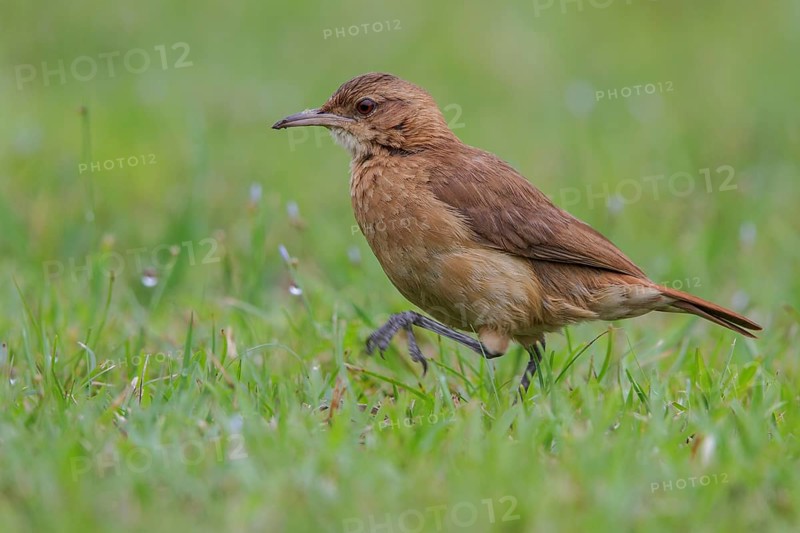 Rufous Hornero (Furnarius rufus) in a marsh in the Atlantic rainforest of southeast Brazil