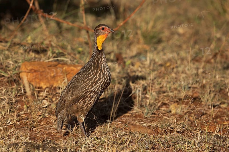 Yellow-necked Spurfowl (Pternistis leucoscepus), Oromia, Ethiopia