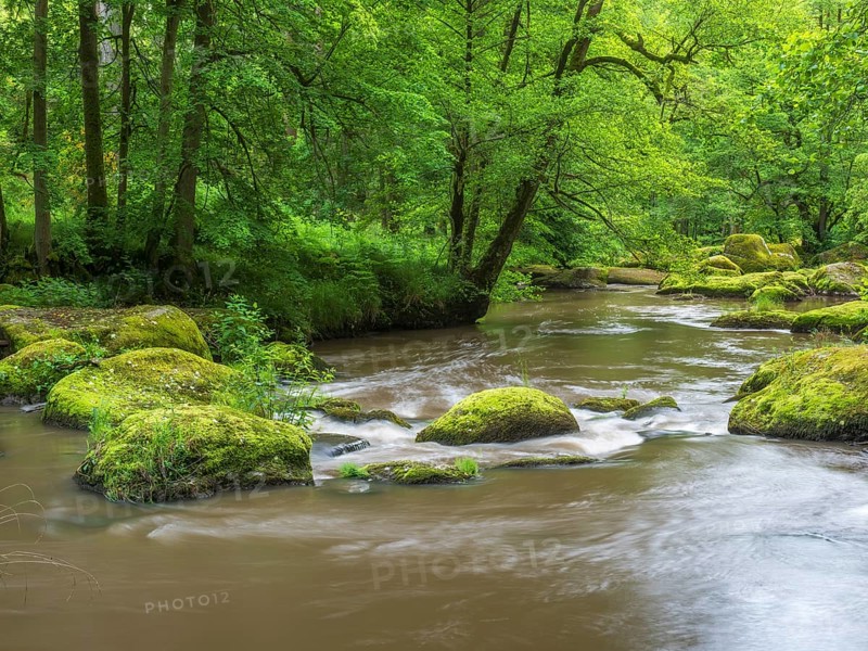 Moss-covered rocks in the Waldnaab river in the Waldnaabtal nature reserve, Falkenberg an der Waldnaab, Upper Palatinate, Bavaria, Germany