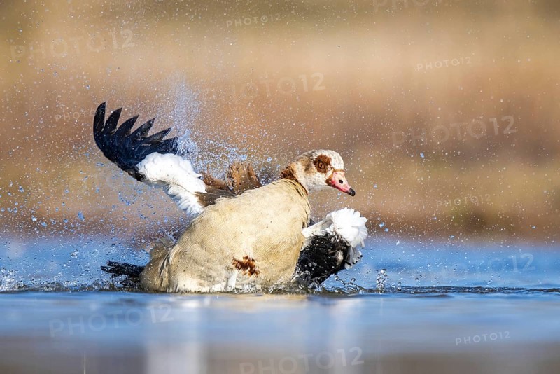 Egyptian Goose (Alopochen aegyptiaca) bathing, North Rhine-Westphalia, Germany