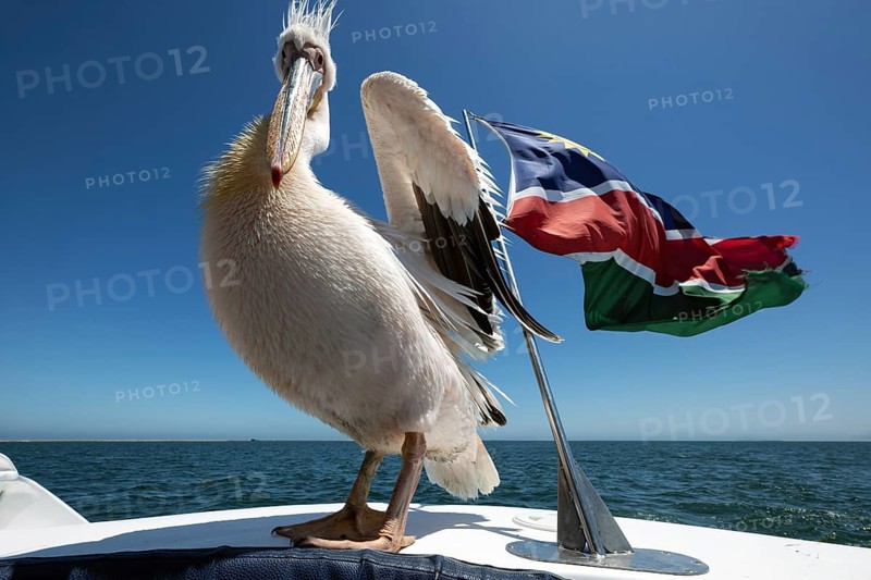Pink pelican (Pelecanus onocrotalus), sitting on boat next to the flag of Namibia, Atlantic Ocean, Namibia