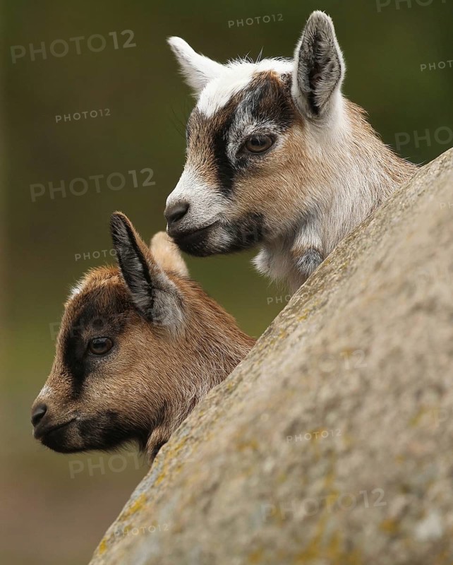 Domestic goat, five-day-old young, Sweden, Scandinavia