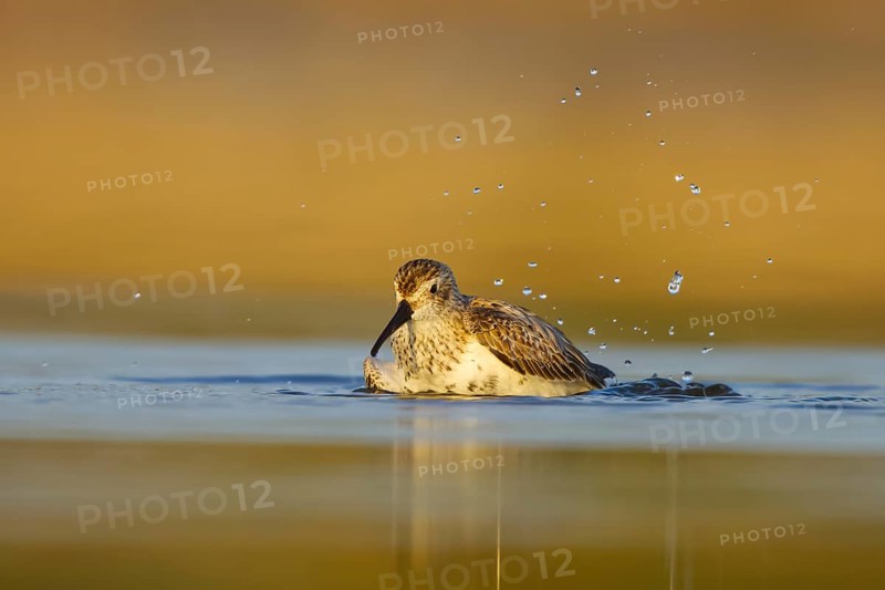 Dunlin (Calidris alpina) bathing, North Rhine-Westphalia, Germany
