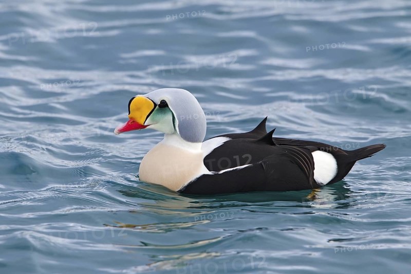 King Eider (Somateria spectabilis) male, Varanger, Norway