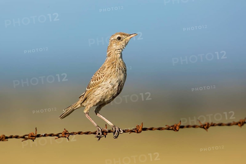 Brown Songlark (Megalurus cruralis) young female perched on a barbed wire fence, Victoria, Australia