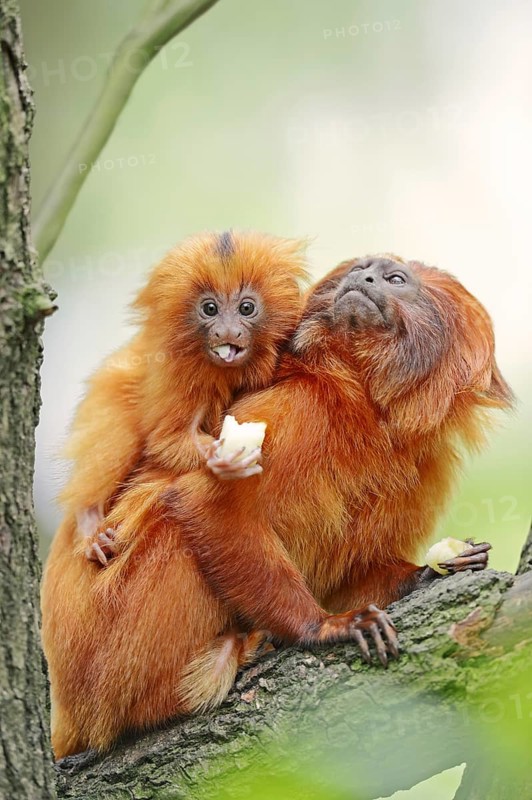 Golden lion tamarin (Leontopithecus rosalia), female with young, captive, occurrence in Brazil